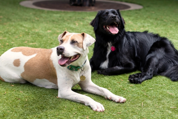 Two dogs outside on grass