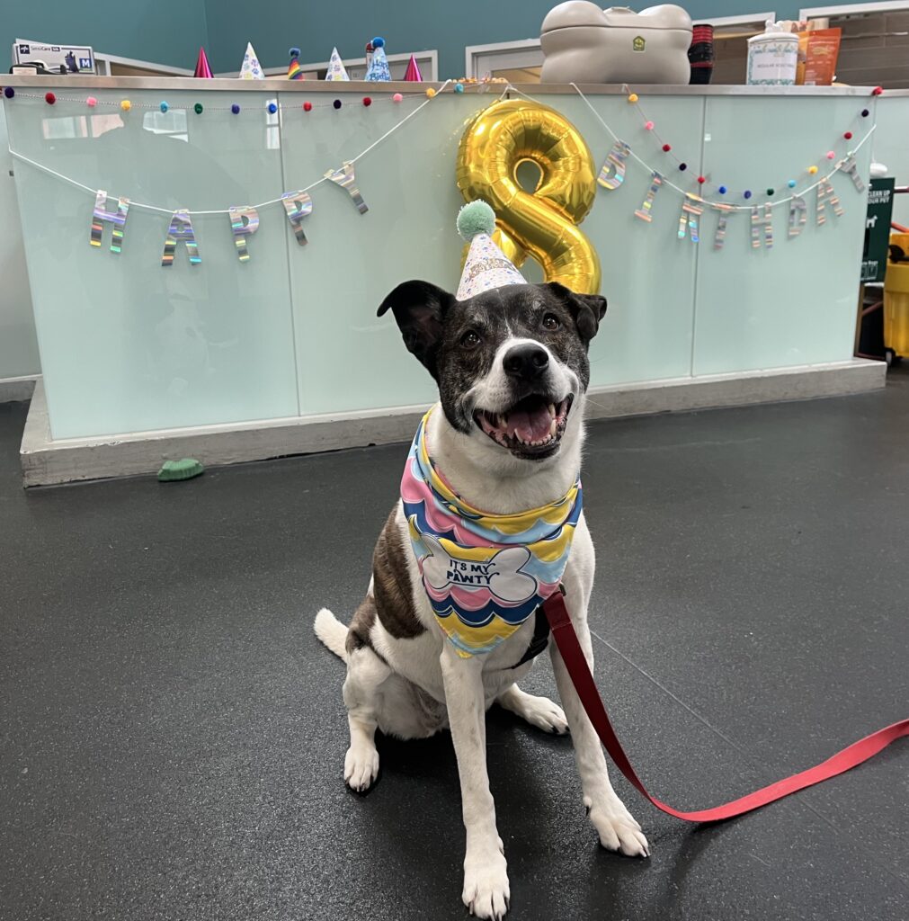 SF SPCA Birthday Block-Party April 18 2026