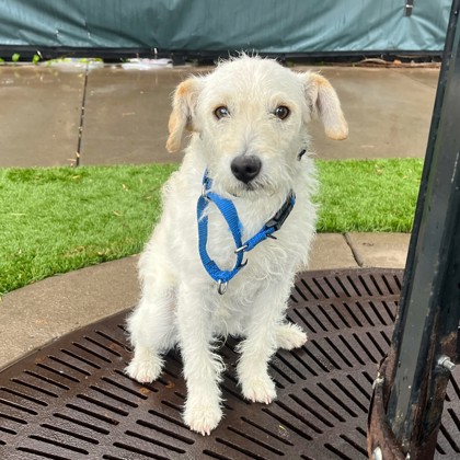 Potsticker - Photo 2