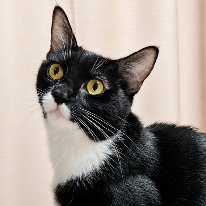 Queen Merida - Photo 1