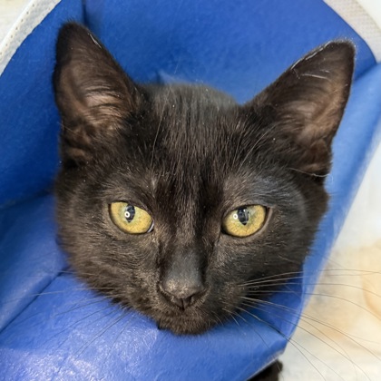 Little Thing - Photo 1