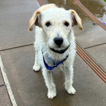 Potsticker - Photo 3