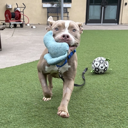 Horchata Latte - Photo 2