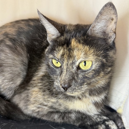 Wilhelmina - Photo 2