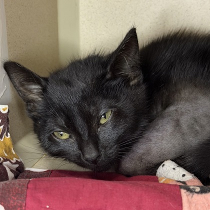 Little Thing - Photo 2