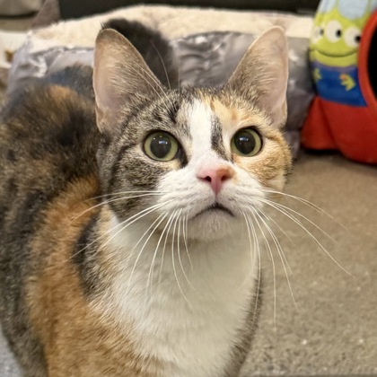 Baja Blast - Photo 3