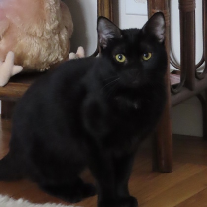 Ralphie - Photo 2