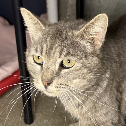 Paw Hollywood - Photo 2