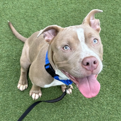 Horchata Latte - Photo 1