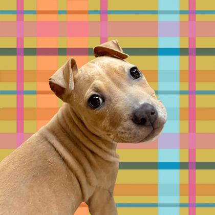 Rosie Posie - Photo 1