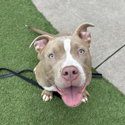 Horchata Latte - Photo 3