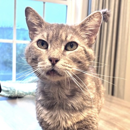 Paw Hollywood - Photo 1