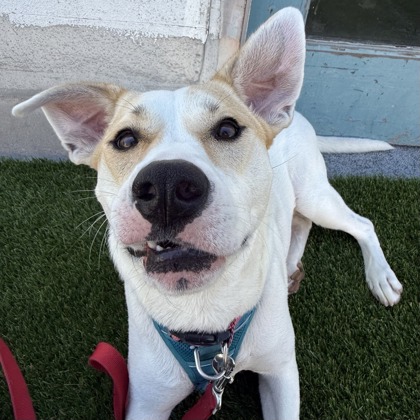 Piper - Photo 3
