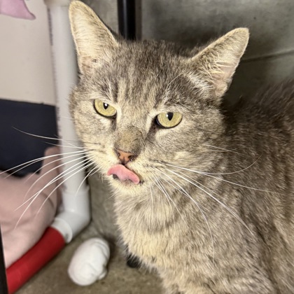 Paw Hollywood - Photo 3