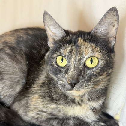 Wilhelmina - Photo 3