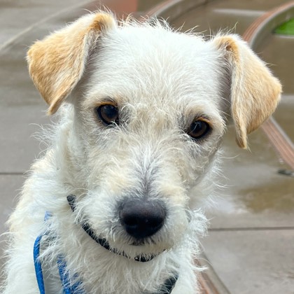 Potsticker - Photo 1