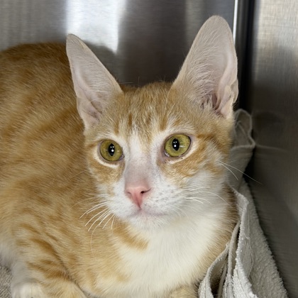 Loofah Vandross - Photo 3