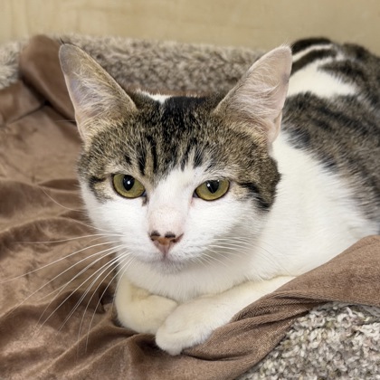 Queen Genepil - Photo 1