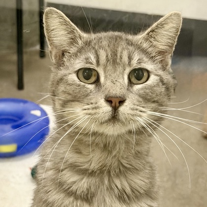 Paw Hollywood - Photo 2