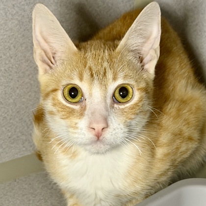 Loofah Vandross - Photo 2