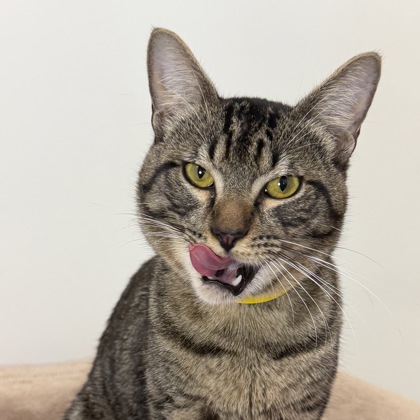 Jim Nastics - Photo 2