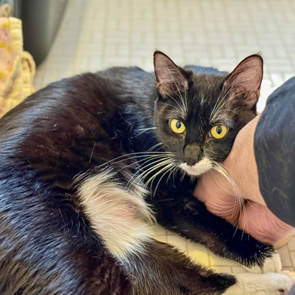 Queen Merida - Photo 3