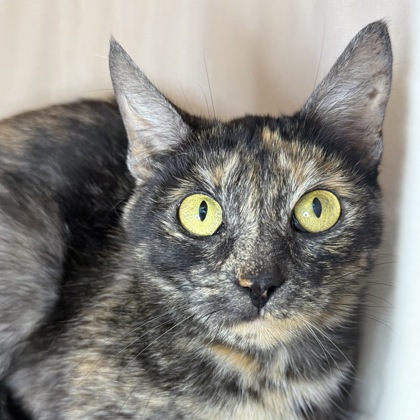 Wilhelmina - Photo 1