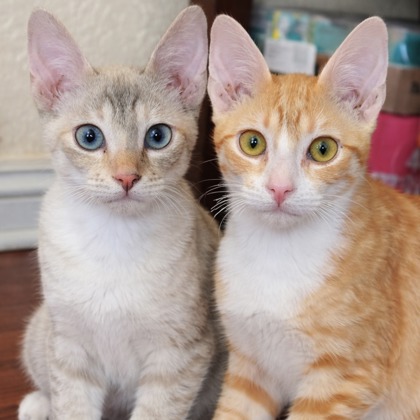 Loofah Vandross - Photo 1