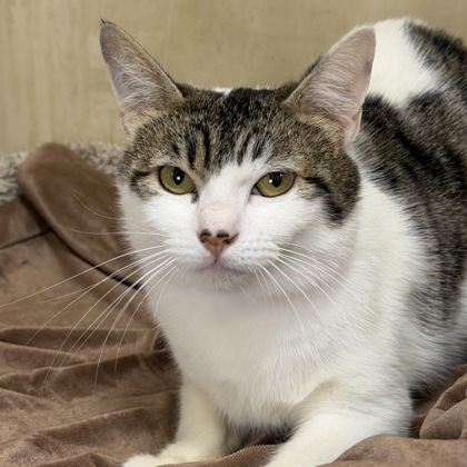 Queen Genepil - Photo 2