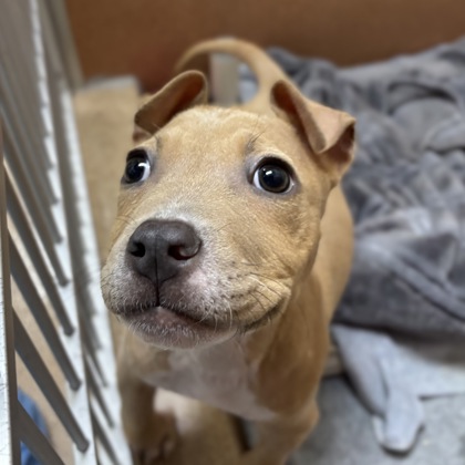 Rosie Posie - Photo 3