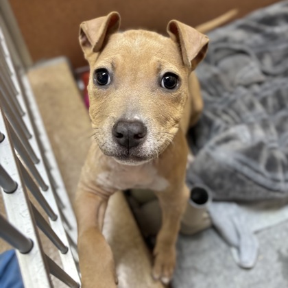 Rosie Posie - Photo 2