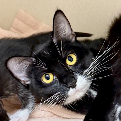 Queen Merida - Photo 2