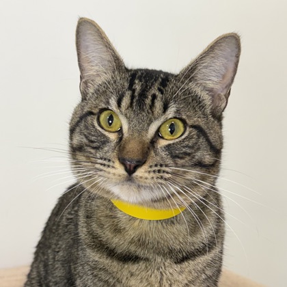 Jim Nastics - Photo 1