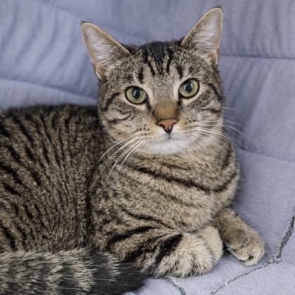 Jim Nastics - Photo 3