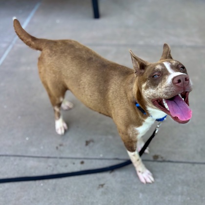 Roxy - Photo 2