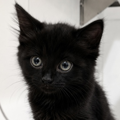 Boris - Photo 3