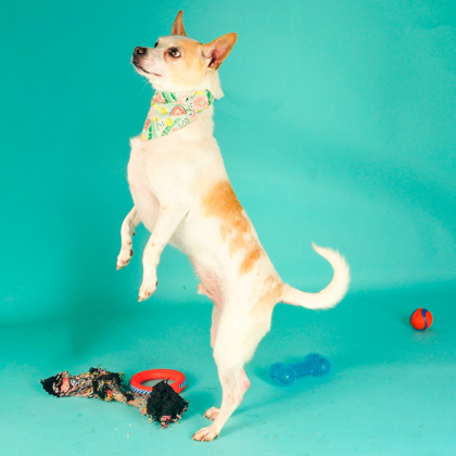 Yoshi - Photo 2