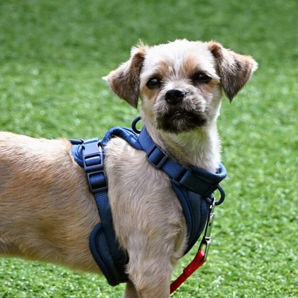 Benji - Photo 2