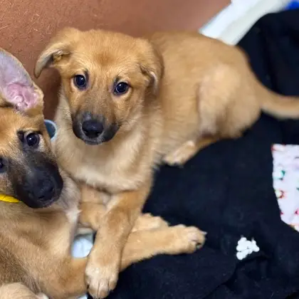 Butterscotch - Photo 1