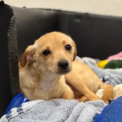 Chiquita - Photo 1