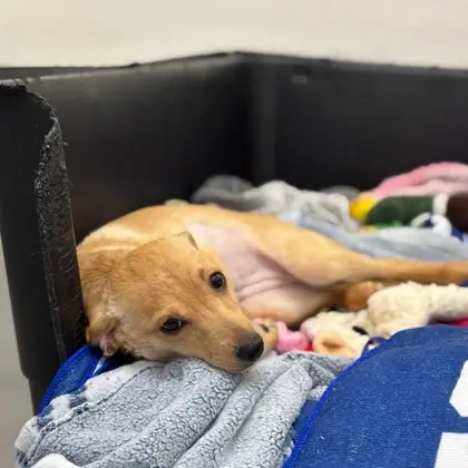 Chiquita - Photo 2