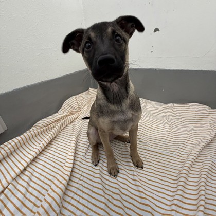 Chip - Photo 3