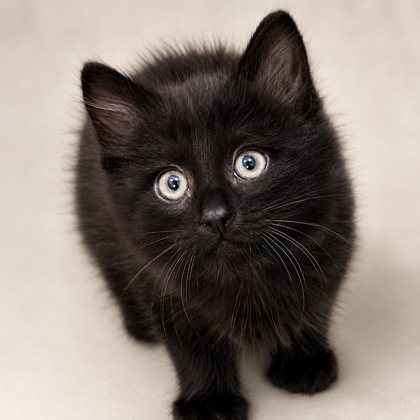 Boris - Photo 1