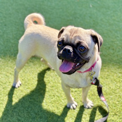 Roly - Photo 1