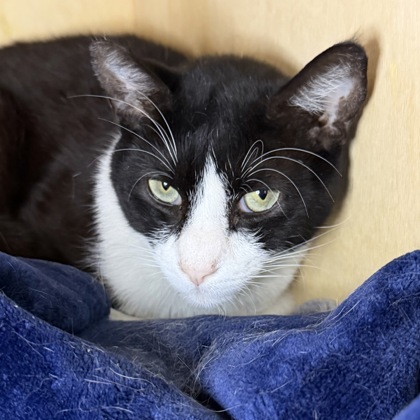 Sylvester - Photo 1