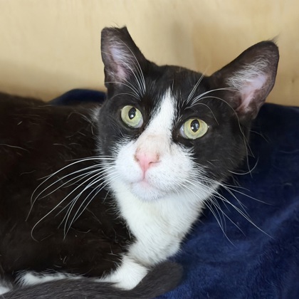 Sylvester - Photo 3