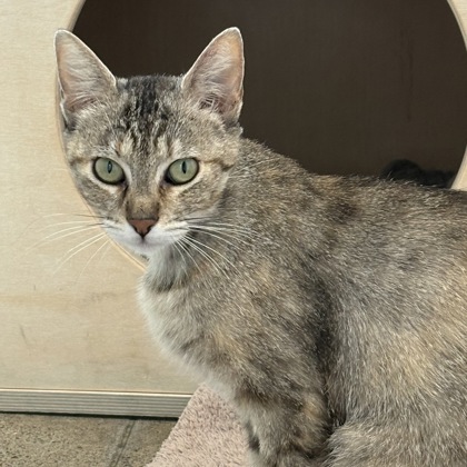 Fleetwood Cat - Photo 2