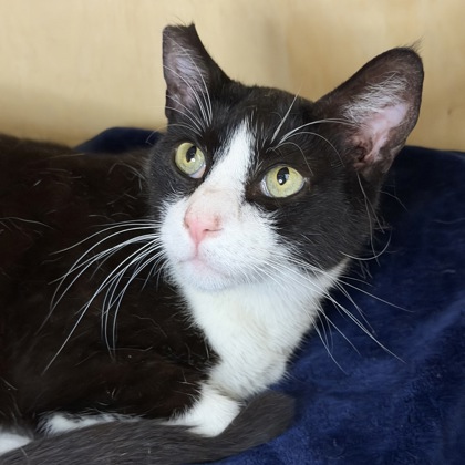 Sylvester - Photo 2