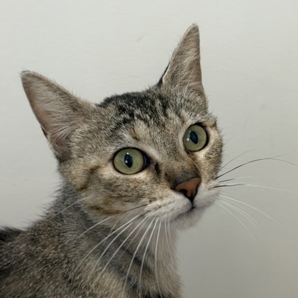 Fleetwood Cat - Photo 1