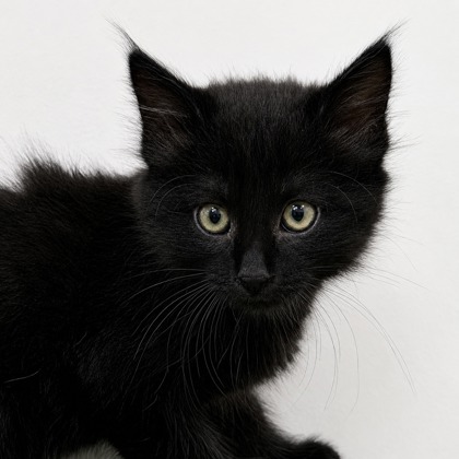 Boris - Photo 2